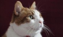 Los dueños de gatos no admiten que viven con un gran depredador
