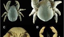 Primeras especies de cangrejo yeti en la Antártida