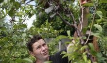 Crea, con injertos, un árbol de 40 frutas
