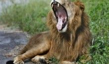 Insólito: Canadá legaliza el sexo con animales