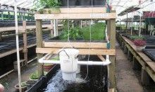 La acuaponía, un sistema integrado que permite el cultivo de peces y hortalizas