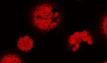 Un grupo de proteínas controla la respuesta de las plantas a los cambios de luz