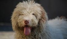 Un estudio sitúa en Asia el origen de la relación entre perros y hombres