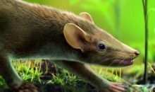 Un pequeño mamífero de Cuenca revela los primeros rastros evolutivos del pelo