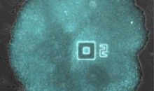 Descubierto el origen bacteriano de la comunicación entre neuronas Descubierto el origen bacteriano de la comunicación entre neuronas