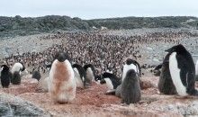 El número de pingüinos Adelaida aumenta con el deshielo de la Antártida