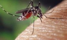 La OMS considera que el virus del Zika es “una amenaza de proporciones alarmantes”