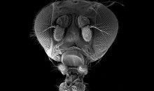 Estudian la genética de las moscas que evolucionan a oscuras en un laboratorio desde hace 60 años.