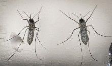 Mosquitos con genes editados para erradicar el zika