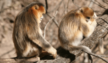 Los monos también sufren por la muerte de un ser querido