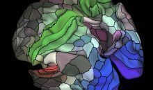Un nuevo mapa registra áreas desconocidas de la corteza cerebral