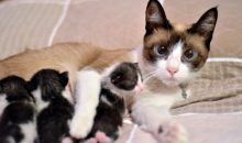 Las gatas entienden mejor que los gatos el llanto de sus crías