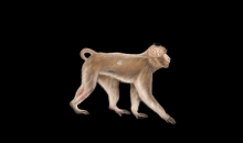 Monos paralizados vuelven a caminar con una interfaz que conecta cerebro y médula