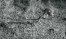 Así ataca la serpiente de cascabel en su hábitat natural
