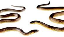 Descubren una nueva serpiente y ya está en peligro crítico de extinción