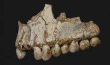 Los neandertales asturianos tomaban ‘aspirina’