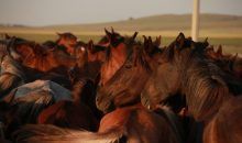 La domesticación alteró el genoma de los caballos hace 2.300 años