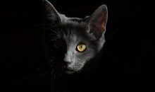 Así se convirtió el gato en el animal doméstico que conocemos hoy