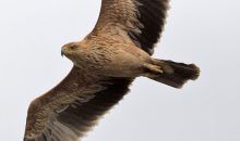 El incendio de Doñana afectó a más de 70 especies de aves y 38 mamíferos