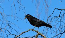 Los cuervos: ¿los simios del reino de las aves?