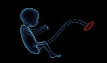 Los embriones gemelos podrían intercambiar linfocitos T a través del cordón umbilical