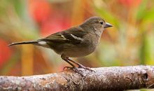 ¿Qué aves europeas son más vulnerables a la extinción?