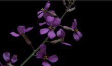 Las plantas son capaces de reconocer si sus vecinas son “de la familia”