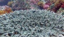 La acidificación matará el coral